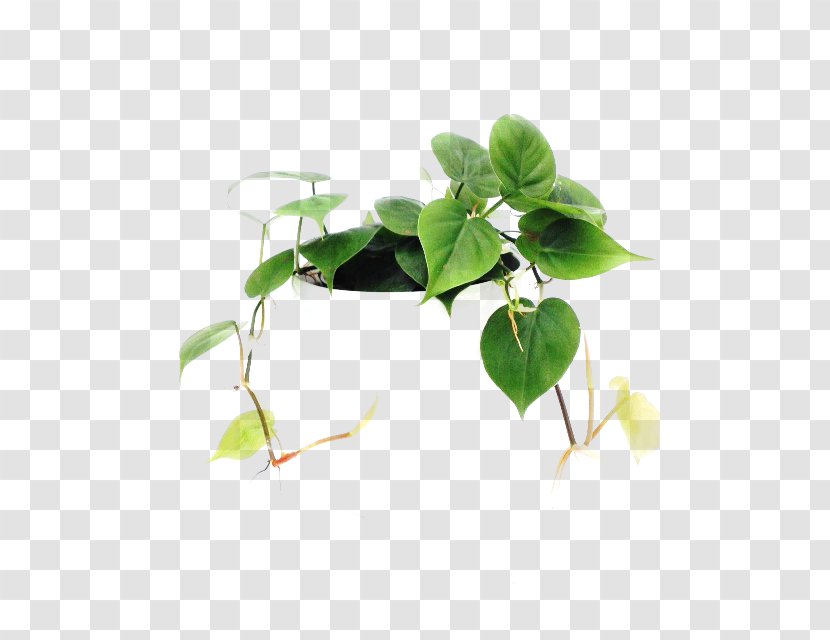 Leaf Flowerpot Plant Stem Herb Branching Transparent PNG