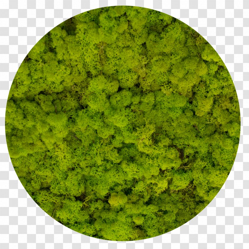 Reindeer Lichen Moss Стабилизированный мох Yagel - Green Transparent PNG