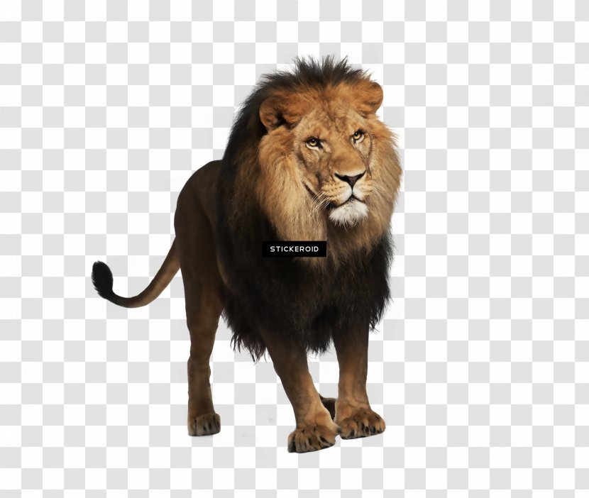 Lion Drawing - Roar - Fur Mane Transparent PNG