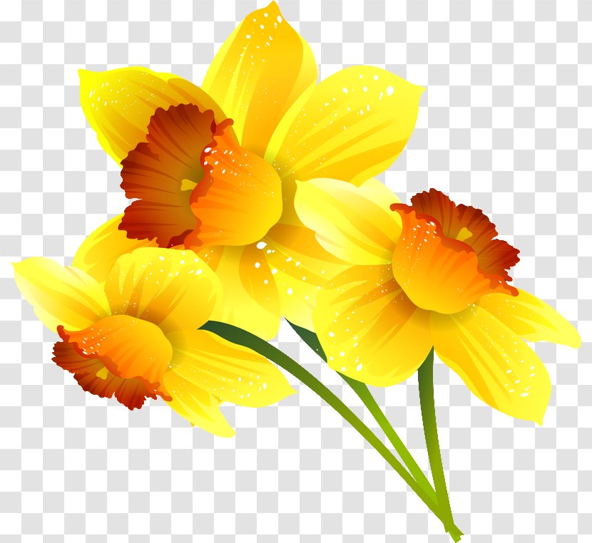 Daffodil Google Slides Flower Digital Image - Narcissus - Plant Transparent PNG