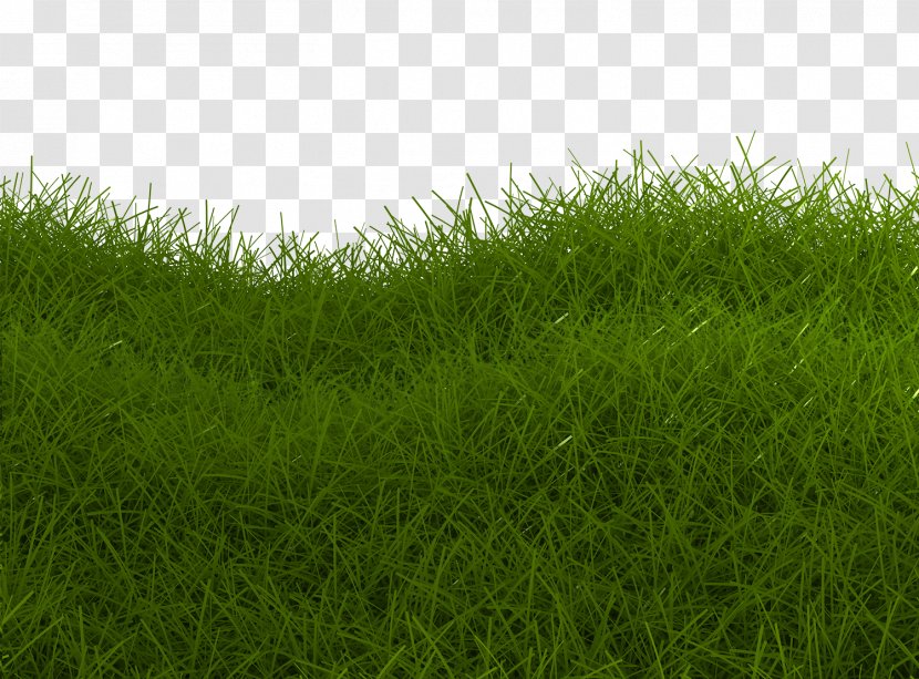 Artificial Turf Meadow Green Lawn - Grass - Close-up Transparent PNG