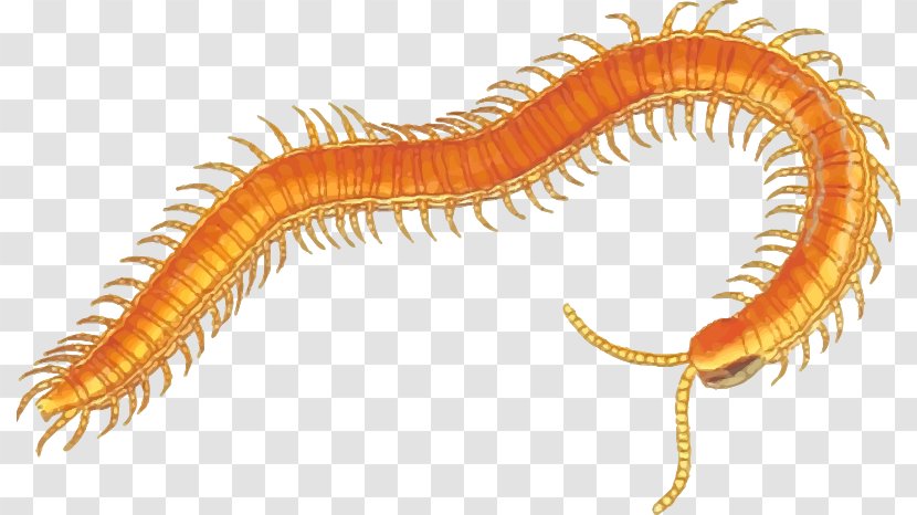 Millipedes And Centipedes A Centipede Clip Art - Free Content - Cliparts Transparent PNG