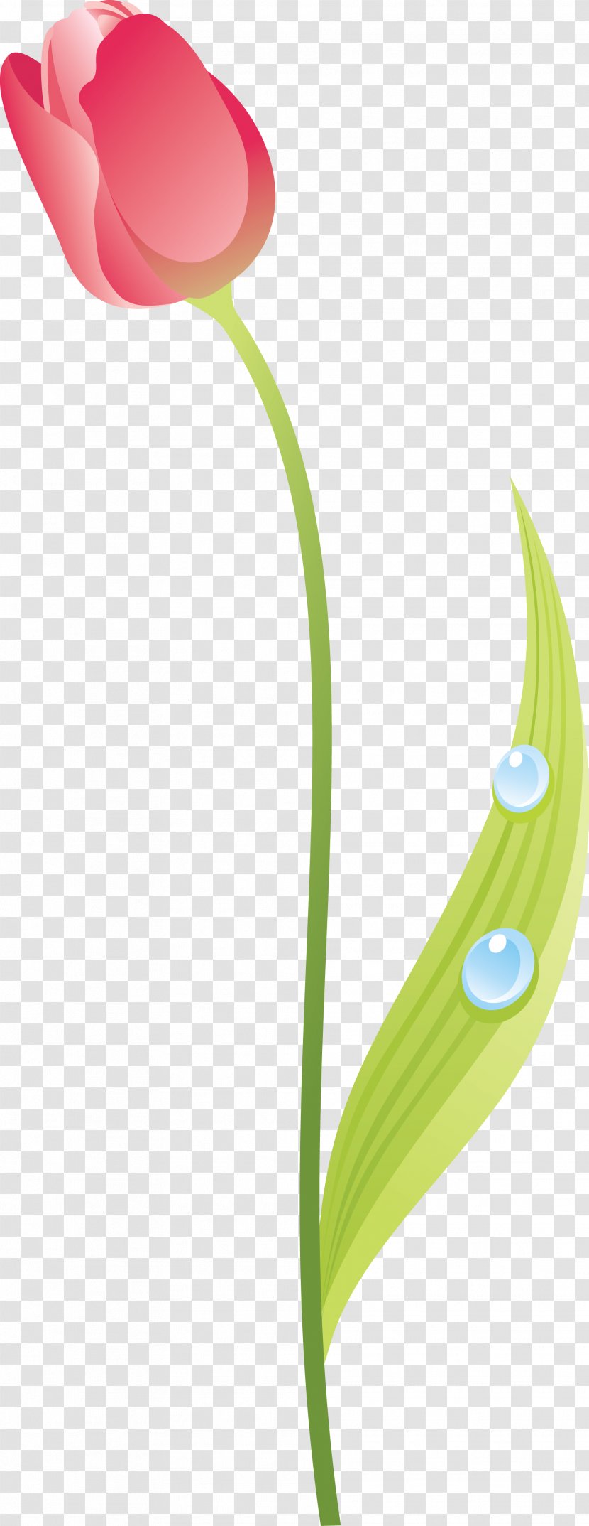 Flowering Plant Tulip Liliaceae - Seed Transparent PNG