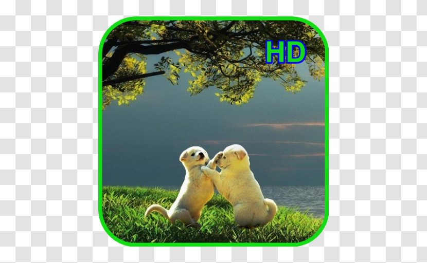 Desktop Wallpaper 4K Resolution 1080p Ultra-high-definition Television - Tablet Computers - Android Transparent PNG