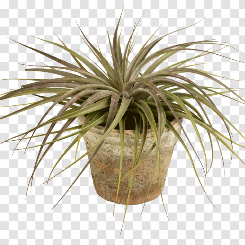 Flowerpot Arecaceae Houseplant Grasses - Family - Green Leaves Potted Buckle Transparent PNG