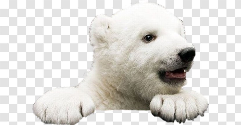 Ice Bear: A Natural And Unnatural History Of The Polar Bear Brown American Black Giant Panda - Bears Transparent PNG