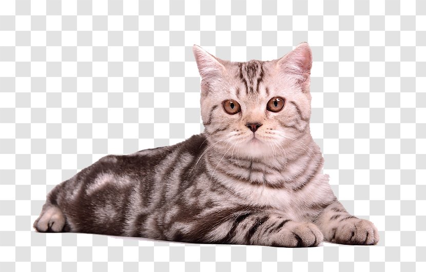 Cat Kitten Puppy - British Shorthair Transparent PNG