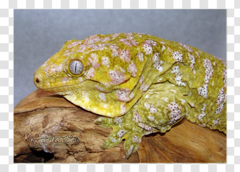 Reptile Rhacodactylus Leachianus Gecko New Caledonia Animal - Scaled - Bearded Dragon Transparent PNG