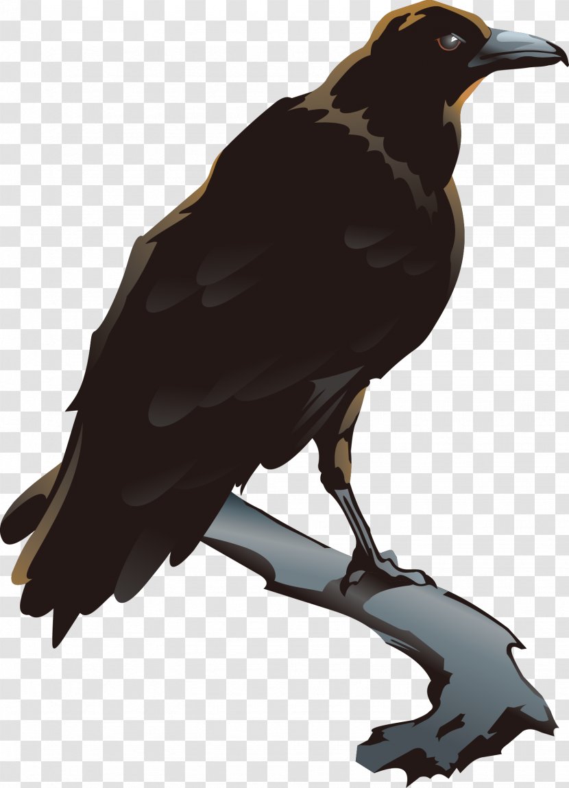 American Crow Bird Clip Art - Fauna - Vector Transparent PNG