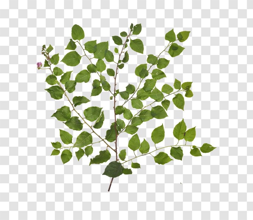 Twig Plant Stem Leaf Plants - Plectranthus Perennial Transparent PNG