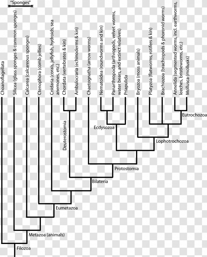 Cambrian Explosion Phylogenetic Tree Ediacaran Biota Animal - Phylogenetics - Branches Transparent PNG