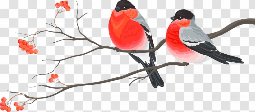 Bird Paper Christmas Card Decoration - Flower - Watercolor Birds Transparent PNG