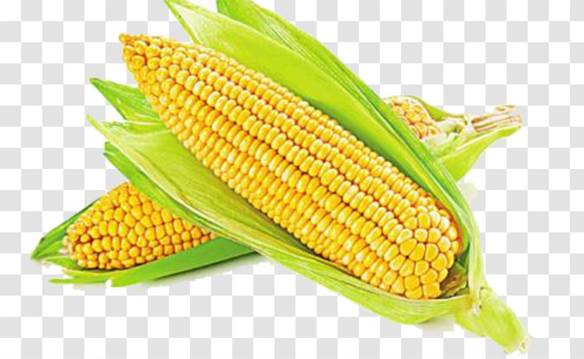 Maize Vegetable Ear Sweet Corn Photography - Kernel - Fresh Transparent PNG