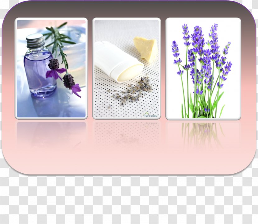 Violet Lavender Purple Christmas Lilac - Greeting Note Cards - 100-natural Transparent PNG