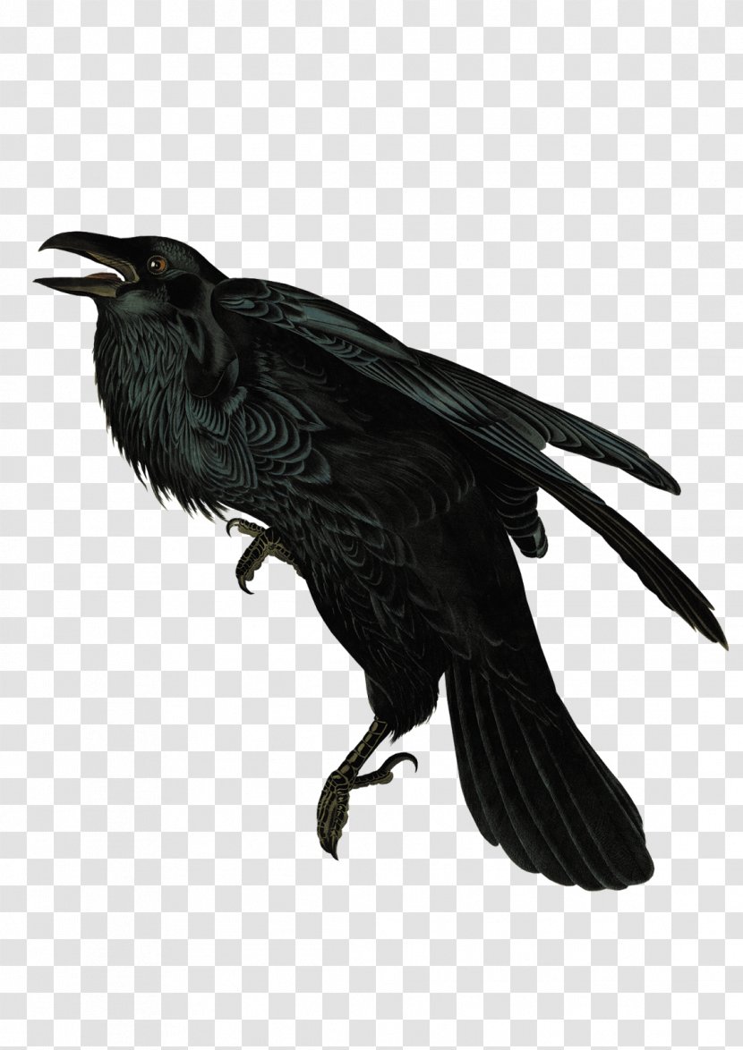 American Crow Rook New Caledonian Common Raven Transparent PNG