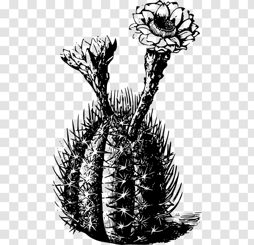 Cactaceae T-shirt Saguaro Thorns, Spines, And Prickles Plant - Black White Transparent PNG