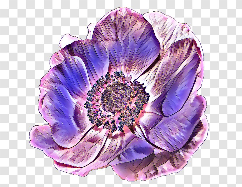 Flowers Background - Anemone - Oriental Poppy Plant Transparent PNG