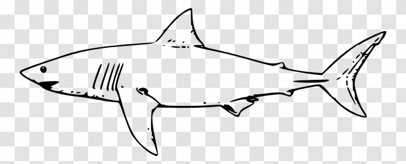 Great White Shark Drawing Fish Lamniformes Clip Art Transparent PNG