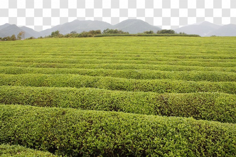 Green Tea Garden - Search Engine - Field Free Of Charge Material Transparent PNG