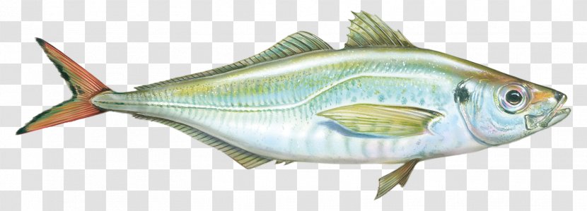 Thunnus Sardine Fish Products Milkfish Perch - Animal Figure Transparent PNG
