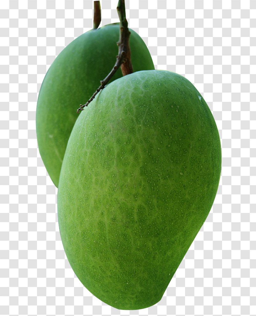 Juice Mango Fruit Mangifera Indica - Tree - Picking Transparent PNG