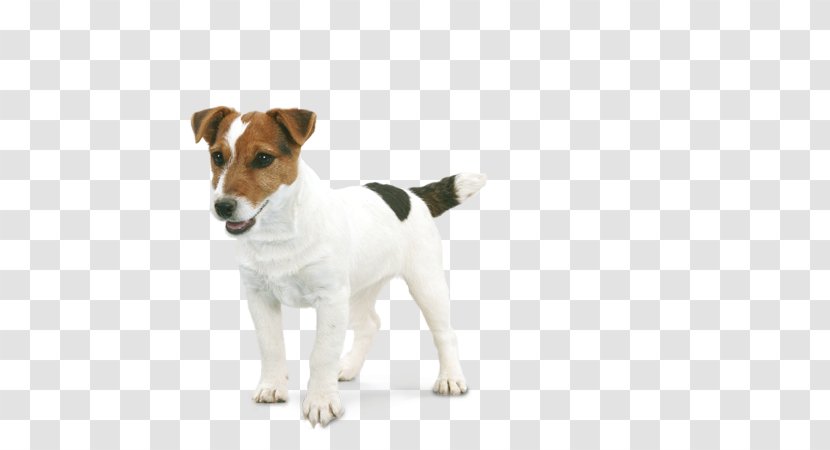Jack Russell Terrier Parson Miniature Fox Tenterfield - Dog - Russel Transparent PNG