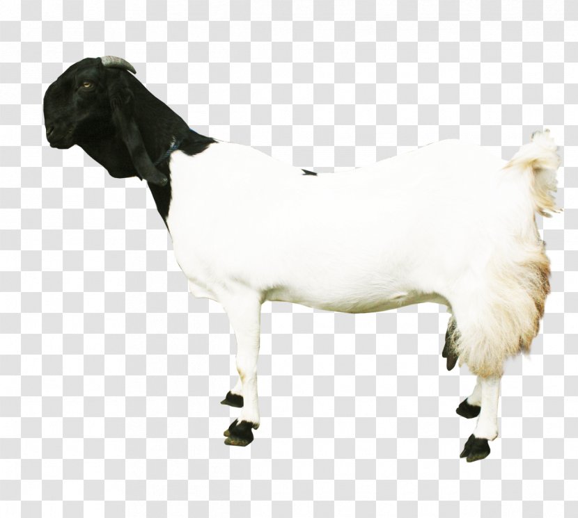 Sheep Jamnapari Goat Cattle Milk Ahuntz - Cow Family Transparent PNG