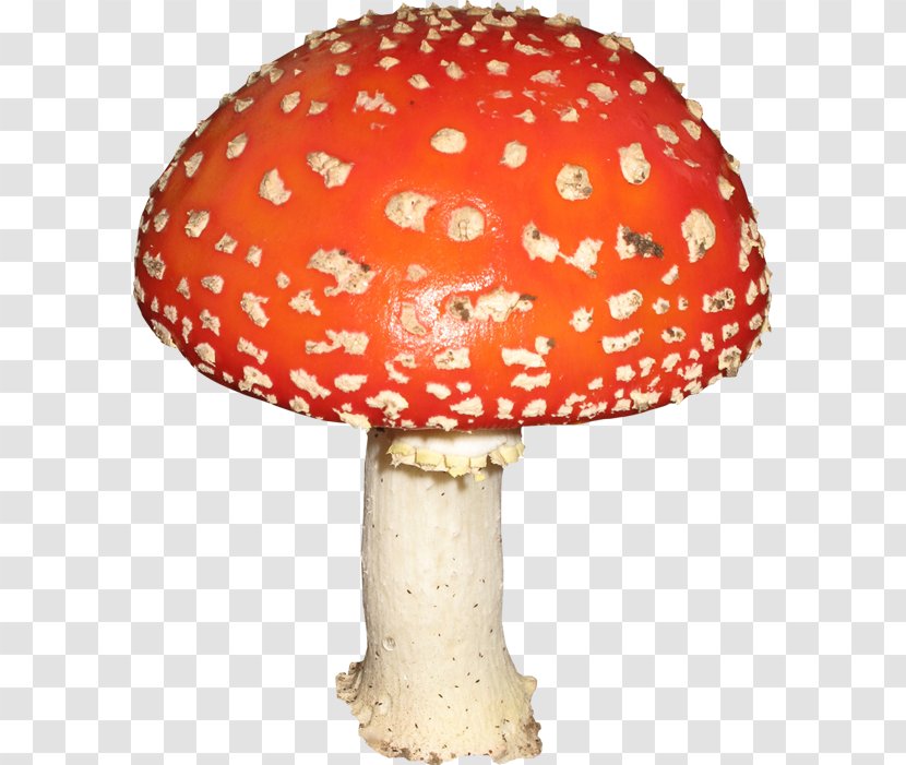 Mushroom Amanita Clip Art Transparent PNG