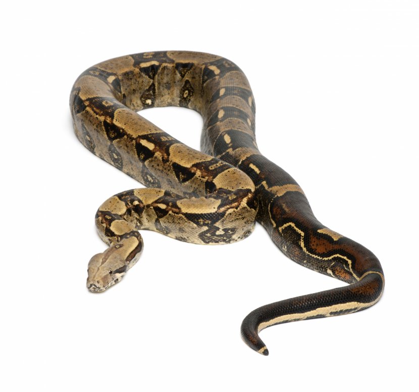 Boa Constrictor Imperator Snake Vipers Stock Photography Emerald Tree - Scaled Reptile Transparent PNG