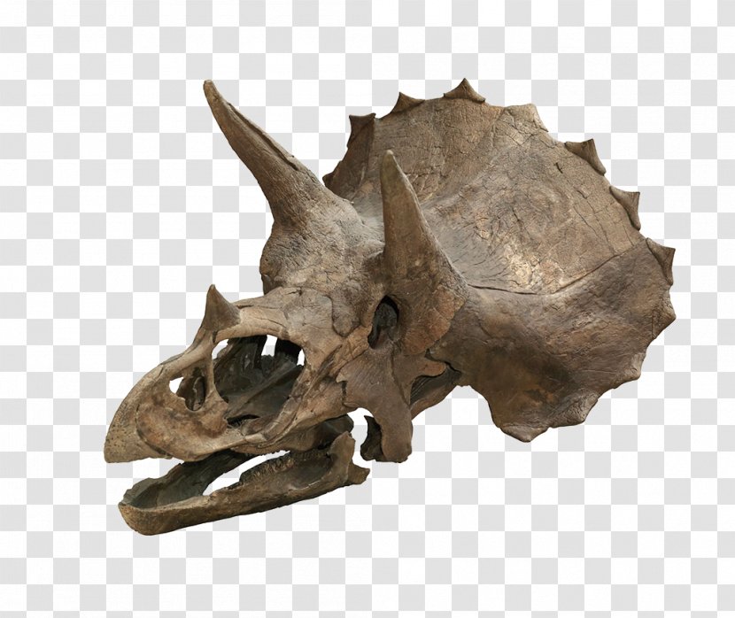 Triceratops Horridus Skull Dinosaur Torosaurus Tyrannosaurus - Horn Transparent PNG