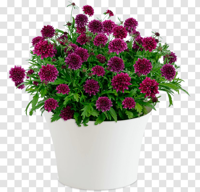 Floristry Flower Delivery Bouquet New South Wales Transparent PNG