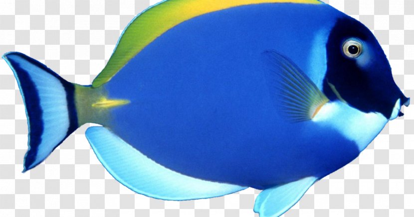 Angelfish Clip Art - Marine Mammal - Fish Transparent PNG