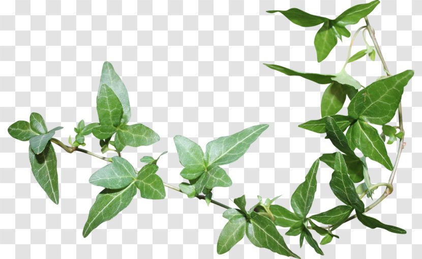Leaf Green Herbaceous Plant - Olive Transparent PNG