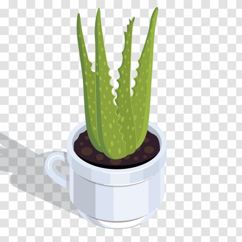 Aloe Vera Euclidean Vector - Raster Graphics Transparent PNG