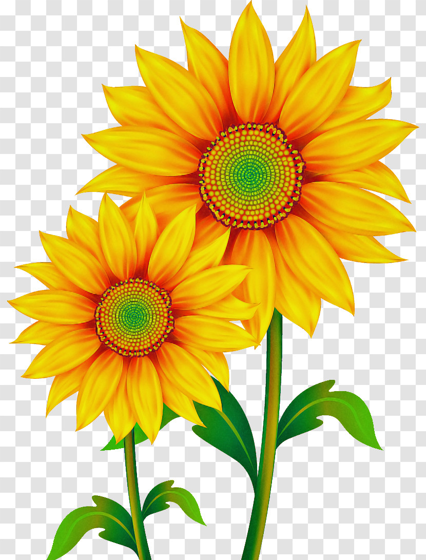 Sunflower Transparent PNG