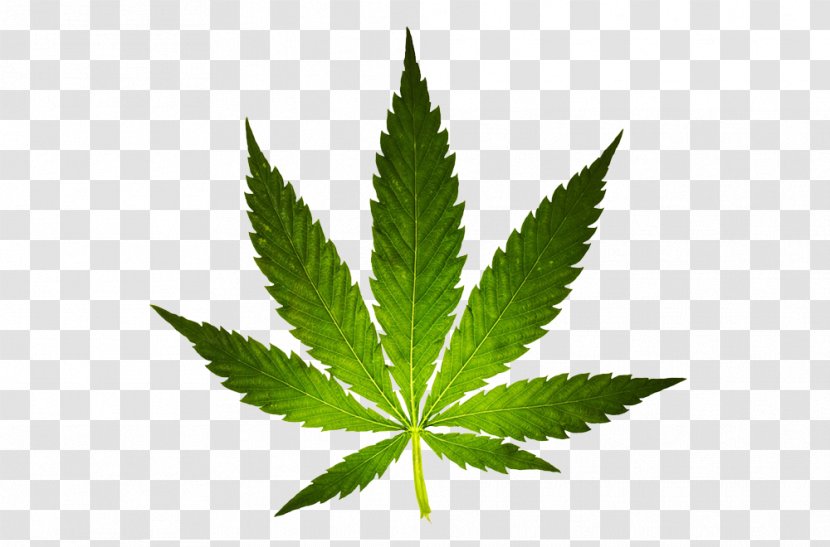 Cannabis Ruderalis Marijuana Sativa Medical - Cultivation - 102 Transparent PNG