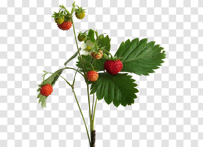 Strawberry West Indian Raspberry Loganberry - Superfood Transparent PNG