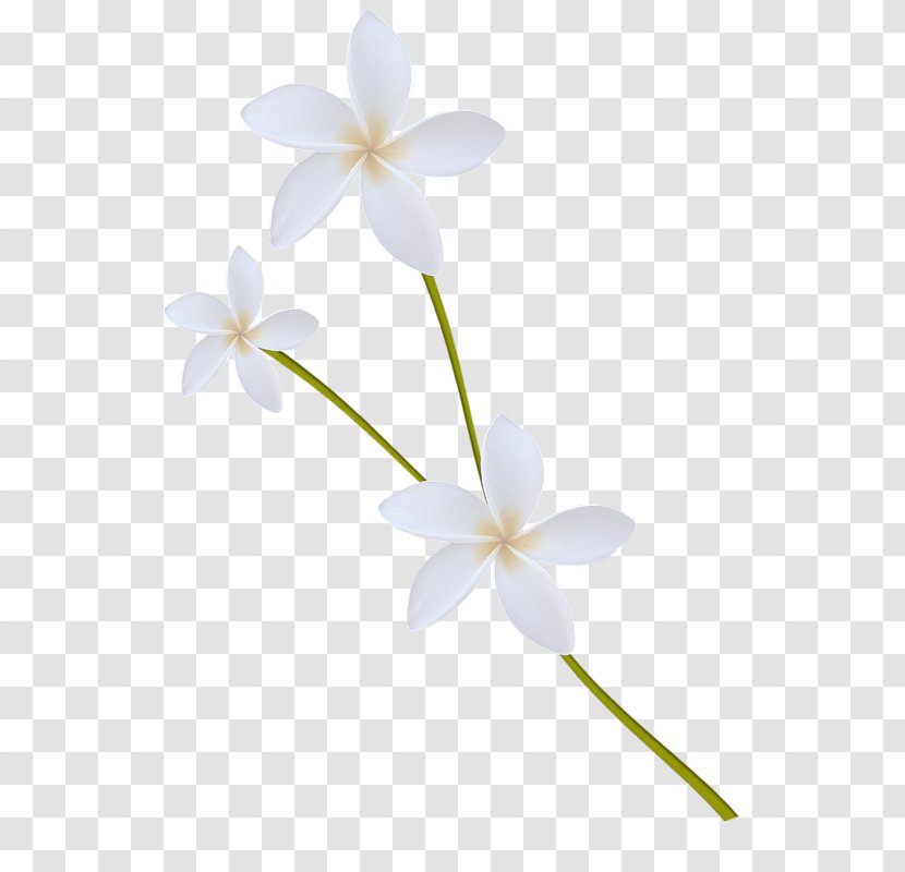 Flower Petal Photography Clip Art - Plant Stem Transparent PNG