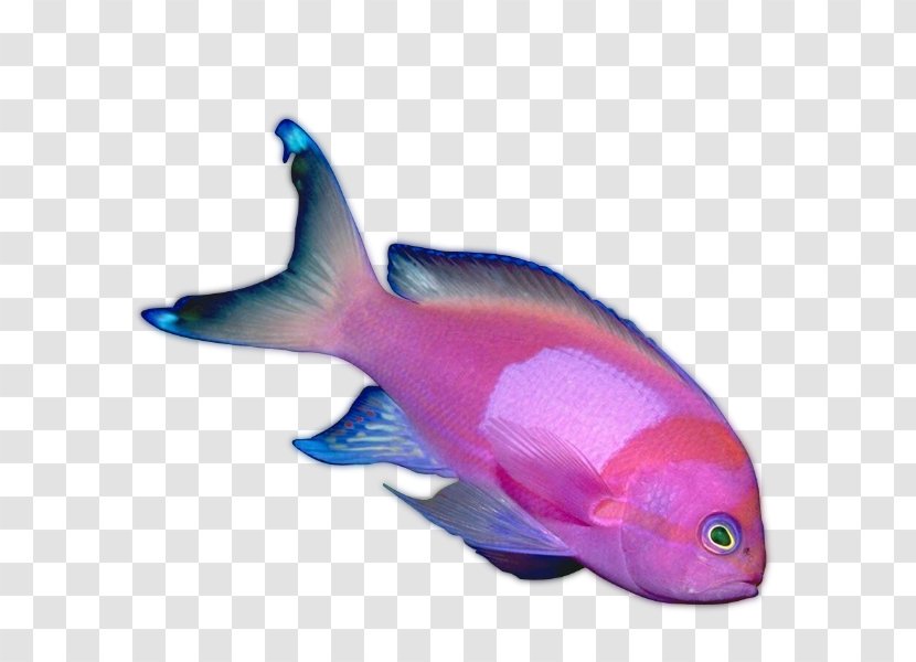 Fish Animaatio - Marine Mammal Transparent PNG
