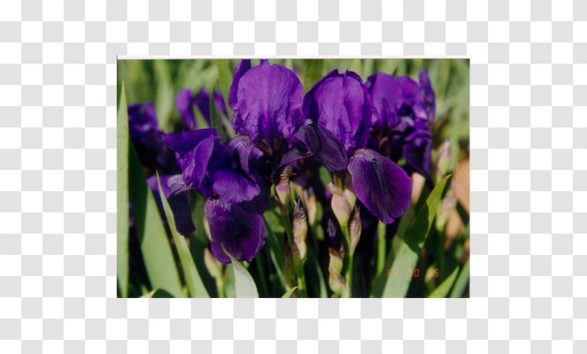 Orris Root Terra Ceia Farms Bulb Tulip Irises - Wildflower Transparent PNG
