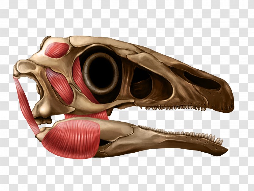 Illustration Reptile Anatomy Skull Jaw - Mouth - Medicine Transparent PNG
