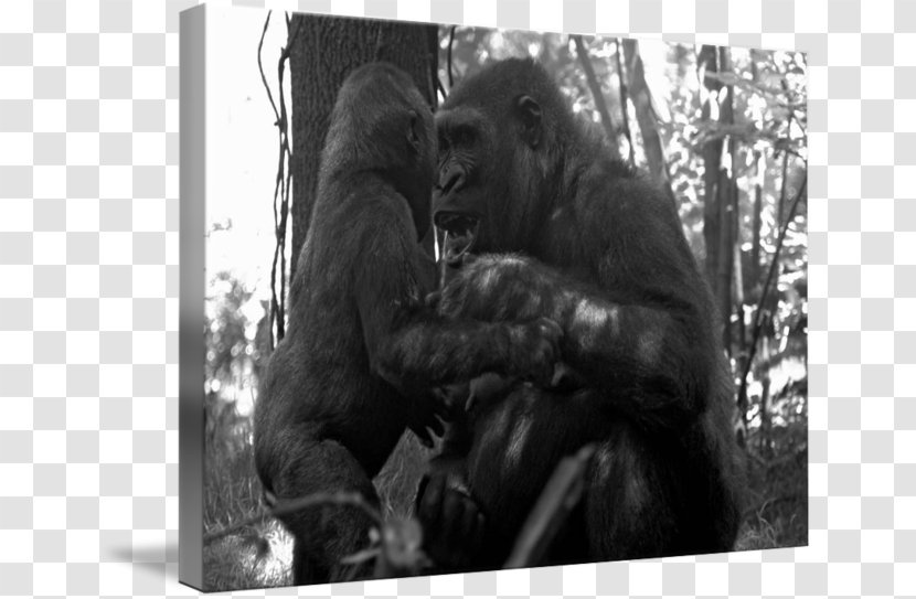Common Chimpanzee Western Gorilla White Wildlife - Hear Me Transparent PNG