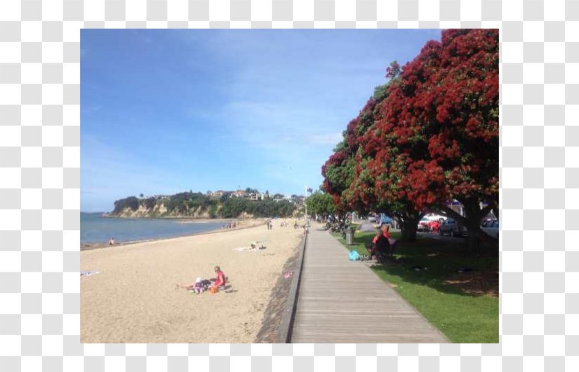 Mission Bay, New Zealand Jim's Mowing (St Helier's Bay) Kohimarama Beach Saint Heliers Bay Road Air - Tree Transparent PNG