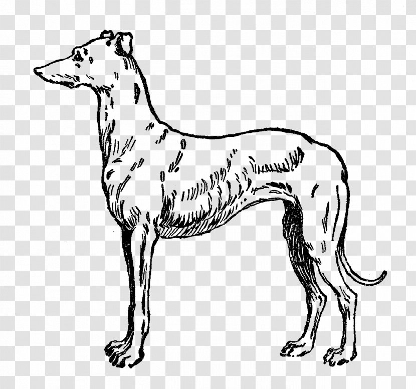 Dog Breed Italian Greyhound Whippet Spanish - Puppy Transparent PNG
