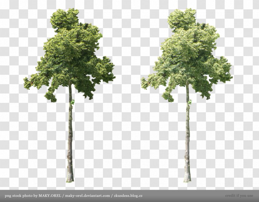 Tree Plant Stock - Branch - Money Transparent PNG