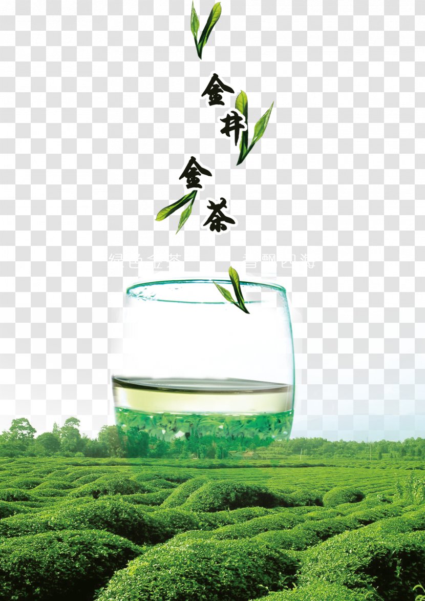 Green Tea Longjing Camellia Sinensis - Concepteur - Leaves Background Material Transparent PNG