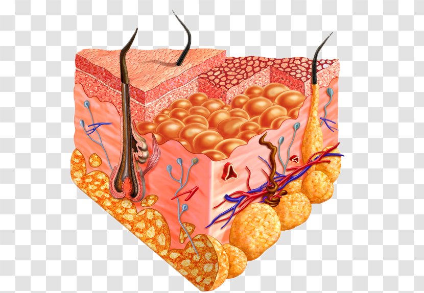 Human Skin Cell Homo Sapiens Body - Integumentary System - Anatomy Transparent PNG