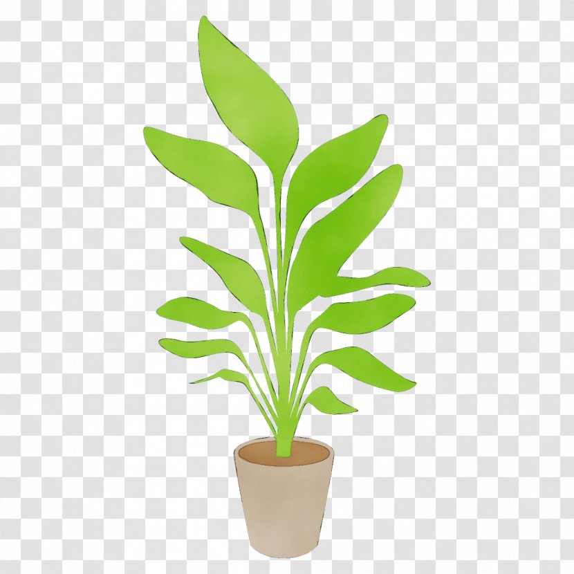 Flowerpot Plant Houseplant Flower Leaf - Grass - Terrestrial Transparent PNG