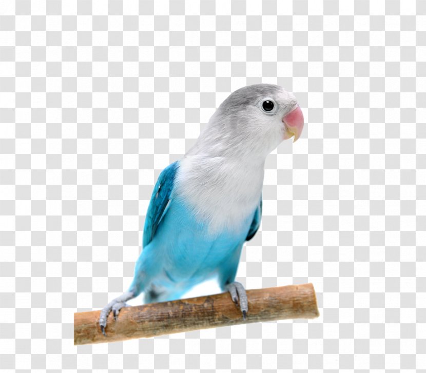 Fischers Lovebird Yellow-collared Rosy-faced Parrot - Perico - Blue Transparent PNG