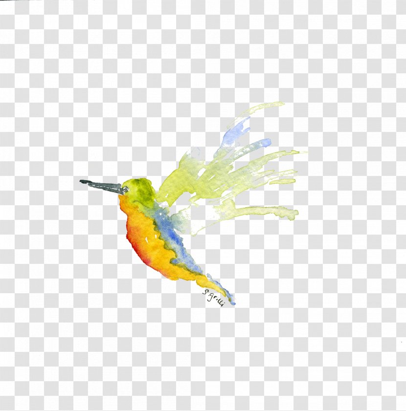 Hummingbird Parrot Beak Feather - Glycine Transparent PNG